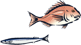 魚のイラスト