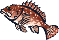 魚のイラスト